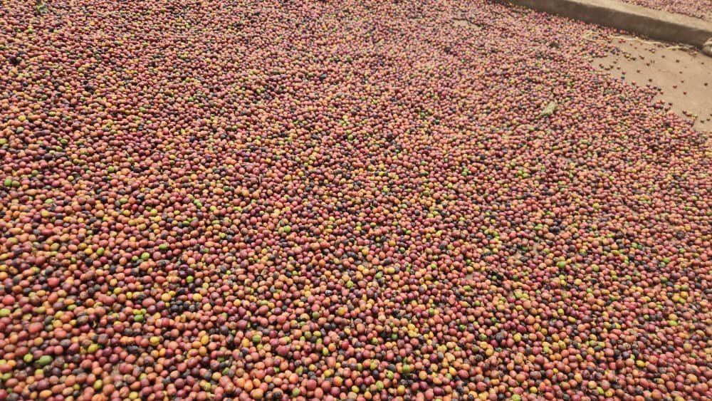 Coffee cherries drying in the open air